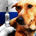 ‘Odveli smo ih u smrt’: Kriza veterinarskih lekova u Rusiji