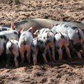 Radojičić: Broj svinja u Srbiji biće značajno smanjen