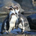 Uginulo 10.000 mladih pingvina zbog otapanja leda na Antarktiku