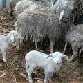 Nikoli Stojanoviću iz Dobrotina kod Lipljana ukradeno više od 25 ovaca