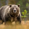 U ovom delu Srbije već 7 dana nemaju struju Sve zbog medveda - nećete verovati šta se desilo