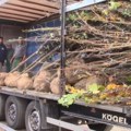 "Komunalac" i ove godine planira sadnju velikog broja stabala na više lokacija