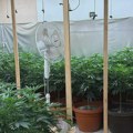 Velika akcija policije u Subotici: Razbijena plantaža marihuane, zaplenjeno 12 kilograma i 180 stabljika FOTO