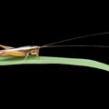 Da li i insekti osećaju bol? Naučnici otkrili neobično ponašanje kod cvrčaka