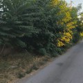 ПИСМА ЧИТАЛАЦА: „Војни објекат се више ни не види“ – растиње као шума, смеће и нулта прегледност код Тителског реда „Војни…