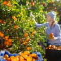 Stigle prve mandarine, kilogram 3 evra: stručnjaci upozoravaju: "Koru ovih nikako ne jedite"