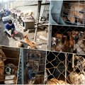 U Južnoj Koreji više ne jedu pse i ne znaju šta će s njima Iz uzgoja ostalo 500.000 životinja; Farmer: Zašto je onda u redu…