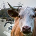 Užas! Trenirala za novu sezonu, pa je napala krava i slomila joj rebra, hitno završila u bolnici
