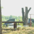 "Zelenilo" podnelo krivičnu prijavu zbog bespravne seče stabla topole i orezivanja tri stabla kod Ušća