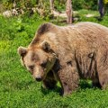 Meštani ivanjičkih sela u strahu: Medvedi rasturaju košnice, približavaju se domaćinstvima