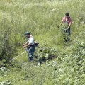 Slikaj, prijavi, diši lakše Pokrenuta aplikacija za otkrivanje ambrozije