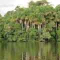 Planeta je 2022. izgubila 4,1 miliona hektara tropske šume