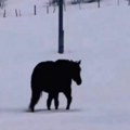 Snimak koji je zbunio milione! Konj na livadi prekrivenoj snegom - znate li na koju stranu ide?