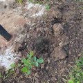Kragujevac: Ponovo počupane i uništene sadnice u Velikom parku