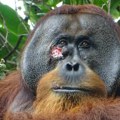 Životinje: Divlji orangutan viđen kako leči ranu lekovitim biljem