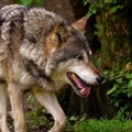Petogodišnje dete povređeno na letovanju u Grčkoj – sumnja se na ujed vuka