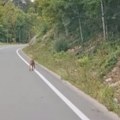 Tajnovita zver iz šume Snimljen kako gospodski šeta pored automobila – vozač u šoku, ljudi ne veruju svojim očima (video)…