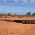 Neverovatan prizor čak i za Australiju: Kad ogromni piton prepreči put (VIDEO)