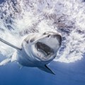 Muškarac (38) preminuo nakon napada ajkule na ostrvu Rotnest u Zapadnoj Australiji