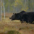 MMA borac iz Indije stradao u napadu medveda