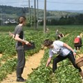 Zarada do 240.000 mesečno, smeštaj i tri obroka, ali nema ko da radi! Malinari očajni: Strahuju da će im propasti rod