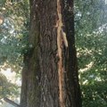 Grom rascepio topolu u centru Prijepolja, oštećena vozila i zapaljen strujomer