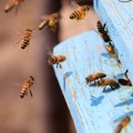 Pčelama prija život u gradu