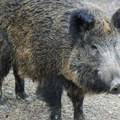 Divlju svinju nabili na kolac čoveku pred kućom: Potresan prizor u Ražancu