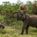 Jezivo: Slon usmrtio Amerikanku tokom obilaska Nacionalnog parka u Zambiji: Izbacio je iz vozila i gazio do smrti (foto)