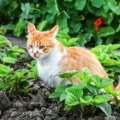 Mačka mislila da je pčela igračka, SAD ima usne kao kardašijanka Zbog urnebesnih fotki internet plače od smeha!