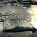 Uzbuna širom Evrope, alarmantno je! Nekoliko plaža zatvoreno zbog pojave opasnog bića u moru!