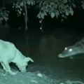Pas pravoslavnim krstom oterao krokodila? Našao se lice u lice za zverkom, a onda je iz vode izvukao "zaštitu"