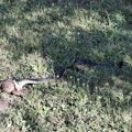 Zmije masovno izlaze zbog vrućine u Srbiji: Stručnjak iz Čačka dao savet koji može da vam sačuva život
