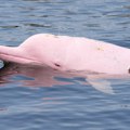 U vodama Omana snimljen ružičasti delfin: Mnogi su zapanjeni, a naučnici imaju objašnjenje