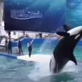 Majami: Uginula orka Lolita u 57. godini