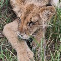 Na putu kod Subotice pronađen lav: Najveći šok usledio kad su iz zoo vrta rekli: "Nije od nas pobegao!" (foto)