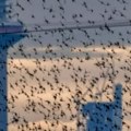 Radar koji predviđa migraciju ptica u realnom vremenu