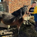 Povređeni konj sa imanja u Radonjici pronašao spas u ZOO Kutku