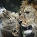 VIDEO: Četiri mladunčeta retke vrste berberskog lava rođena u zoo vrtu u Češkoj