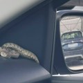 Kakav šok! Najotrovnija evropska zmija zatečena u autu! Vatrogasci morali da intervenišu (foto)