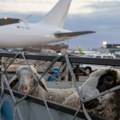 Ispraćen prvi avion sa živom jagnjadi za Alžir, Srbija otvorila novo tržište