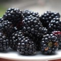 Neizvesna otkupna cena kupine – spekuliše se da neće biti više od jednog evra po kilogramu