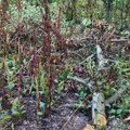 U Radonjici čoveku posekli 228 stabala krušaka i naneli štetu veću od tri miliona dinara, u policiju u Vučju mu rekli da “oni…
