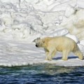 Polarnim medvedima preti glad: Zbog klimatskih promena sve više jedu ptičija jaja, bobice i travu