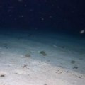 Откривено мистериозно створење у дубини мора! Нема очи, а има специфичан изглед: Научници имају само једно објашњење…