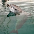 Delfini sebi daju imena koja mogu kriti tajne informacije