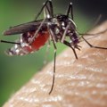 Rasterajte komarce da vam kuća zamiriše Rešite se dosadnih krvopija na potpuno prirodan način i pritom ulepšajte svoj dom ovo…