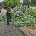 Zelenilo-Beograd: Primili smo više od 600 prijava za intervenciju na stablima nakon jučerašnjeg nevremena