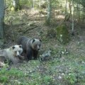 Medvedi sa Tare prilaze kućama kao nikada pre: Nagla promena ih poremetila, hoće li uopšte ući u zimski san?