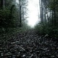 Planinari imaju važno upozorenje ako idete u šetnju šumom ovo može biti opasno narednih dana Priroda posle prvog snega krije…